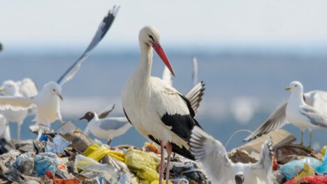 Pollos de cigüeña blanca en vertederos urbanos