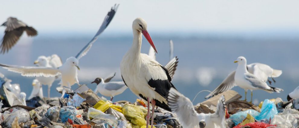 Pollos de cigüeña blanca en vertederos urbanos