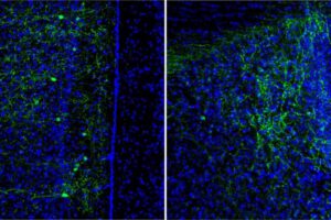 circuito neuronal nuevas amistades en ratones