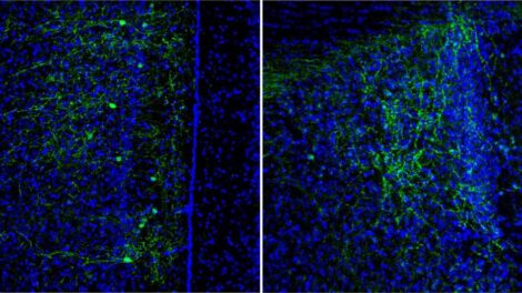 circuito neuronal nuevas amistades en ratones