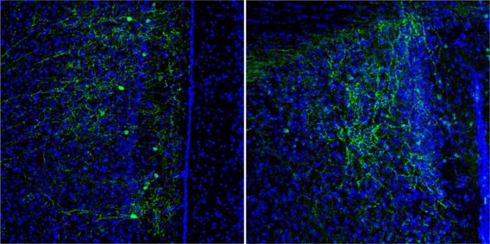 circuito neuronal nuevas amistades en ratones
