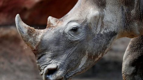 Rinocerontes blancos en Sudáfrica