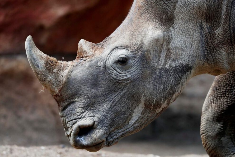 Rinocerontes blancos en Sudáfrica