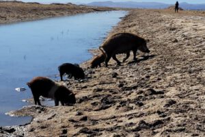 Contaminación minera en agua del Ayllu San Agustín de Puñaca