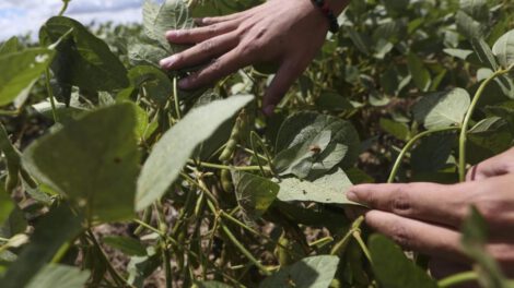 Cargill soja deforestación Bolivia en Cuatro Cañadas