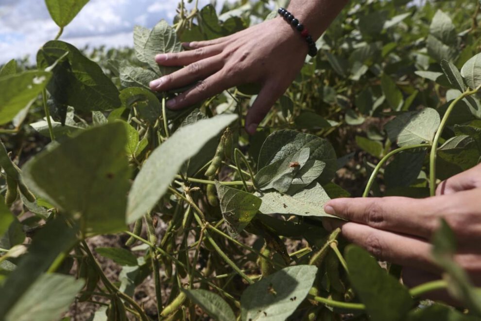 Cargill soja deforestación Bolivia en Cuatro Cañadas