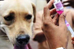 Ministerio de Salud distribuye vacunas contra la rabia