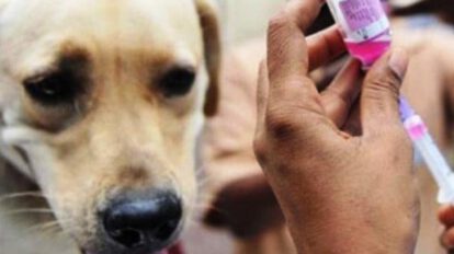 Ministerio de Salud distribuye vacunas contra la rabia