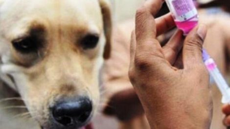 Ministerio de Salud distribuye vacunas contra la rabia
