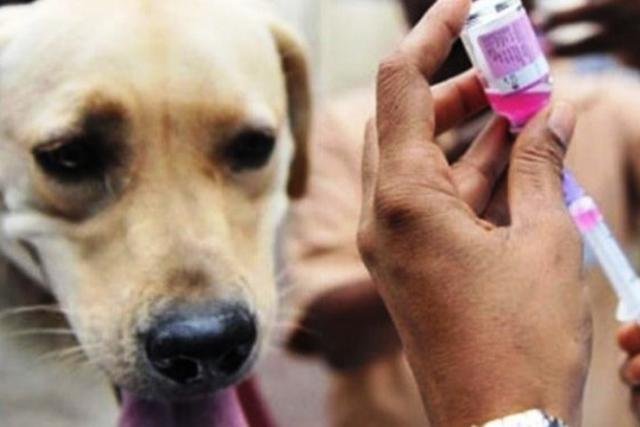 Ministerio de Salud distribuye vacunas contra la rabia