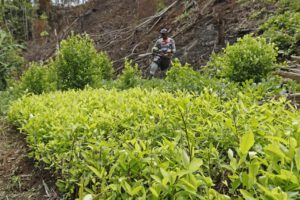 Cultivos de coca en Colombia