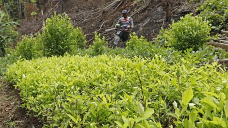 Cultivos de coca en Colombia