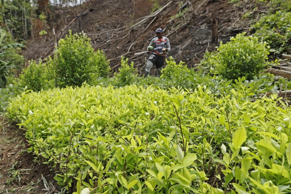 Cultivos de coca en Colombia