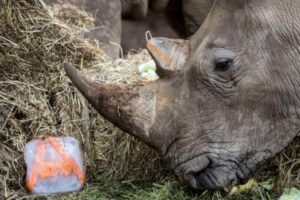 Cuidadora muere en zoológico tras ataque de rinoceronte