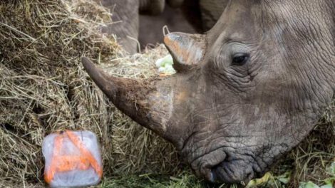 Cuidadora muere en zoológico tras ataque de rinoceronte
