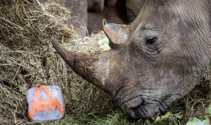 Cuidadora muere en zoológico tras ataque de rinoceronte