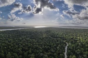 Replantar bosques tropicales acelera su recuperación