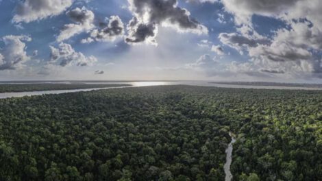 Replantar bosques tropicales acelera su recuperación