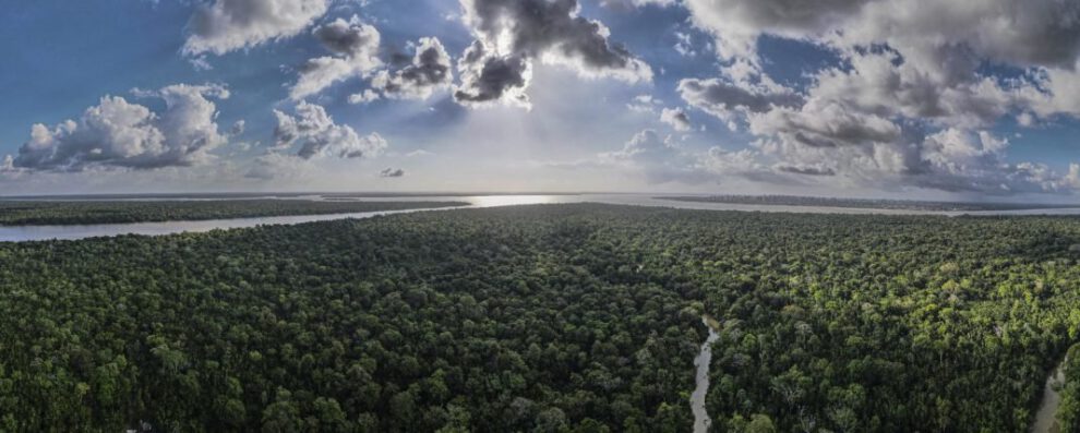 Replantar bosques tropicales acelera su recuperación