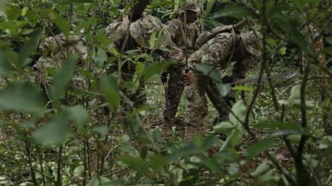 Efectivos militares y policiales erradican plantaciones de coca ilegal