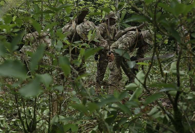 Efectivos militares y policiales erradican plantaciones de coca ilegal