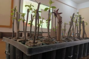 Hormona garantiza crecimiento de árboles frutales en Oruro