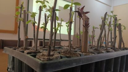Hormona garantiza crecimiento de árboles frutales en Oruro