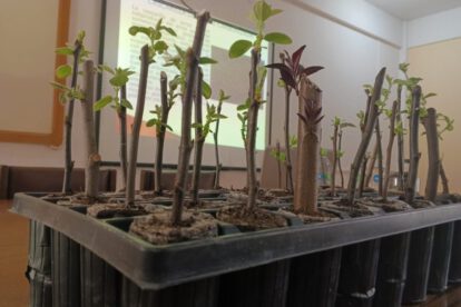 Hormona garantiza crecimiento de árboles frutales en Oruro