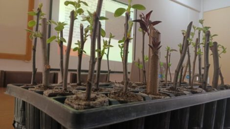 Hormona garantiza crecimiento de árboles frutales en Oruro