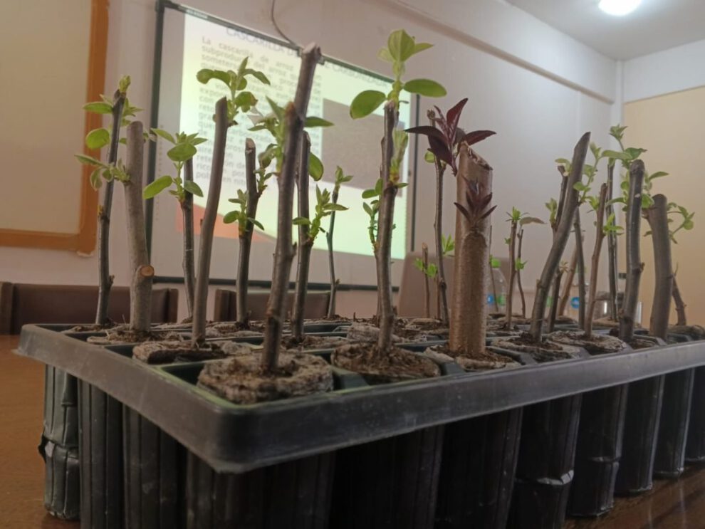 Hormona garantiza crecimiento de árboles frutales en Oruro