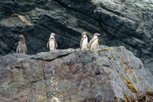 Pingüino de Humboldt en peligro por medidas urgentes en Chile