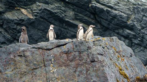 Pingüino de Humboldt en peligro por medidas urgentes en Chile