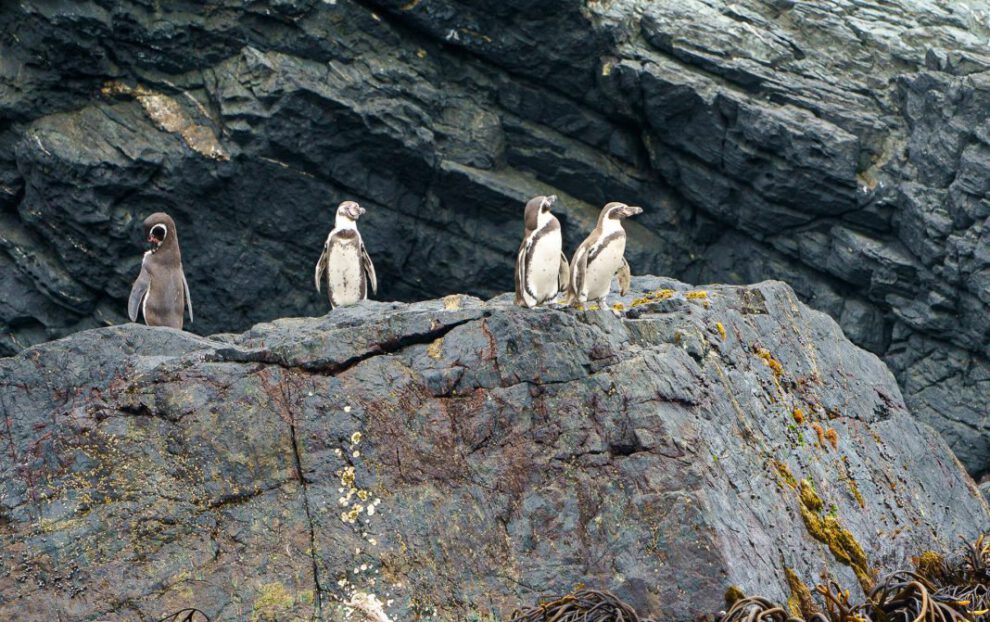 Pingüino de Humboldt en peligro por medidas urgentes en Chile