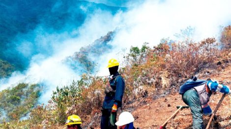 Incendio forestal Cotapata afecta el parque nacional