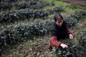 Bosques de té chinos en la lista del patrimonio mundial