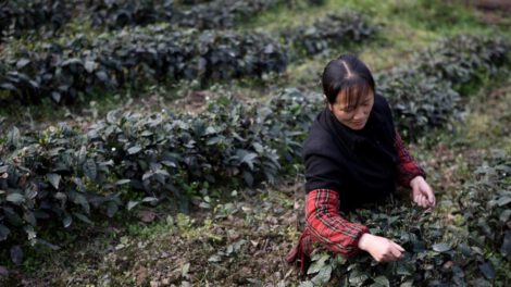 Bosques de té chinos en la lista del patrimonio mundial