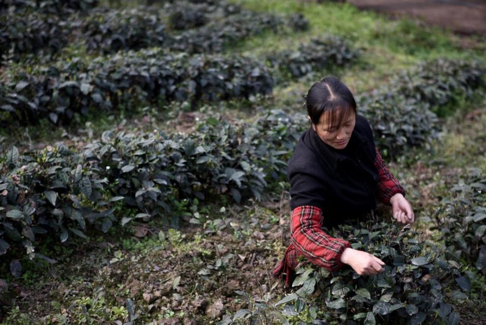 Bosques de té chinos en la lista del patrimonio mundial