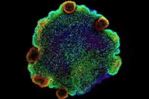 Placozoos, misteriosos seres marinos que desvelan secretos sobre la evolución neuronal