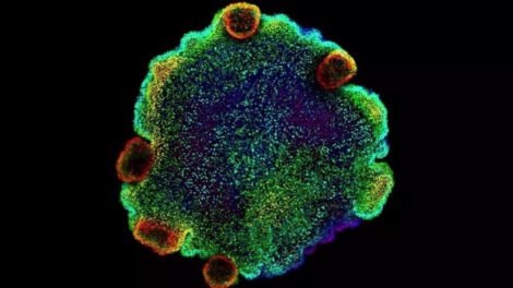 Placozoos, misteriosos seres marinos que desvelan secretos sobre la evolución neuronal