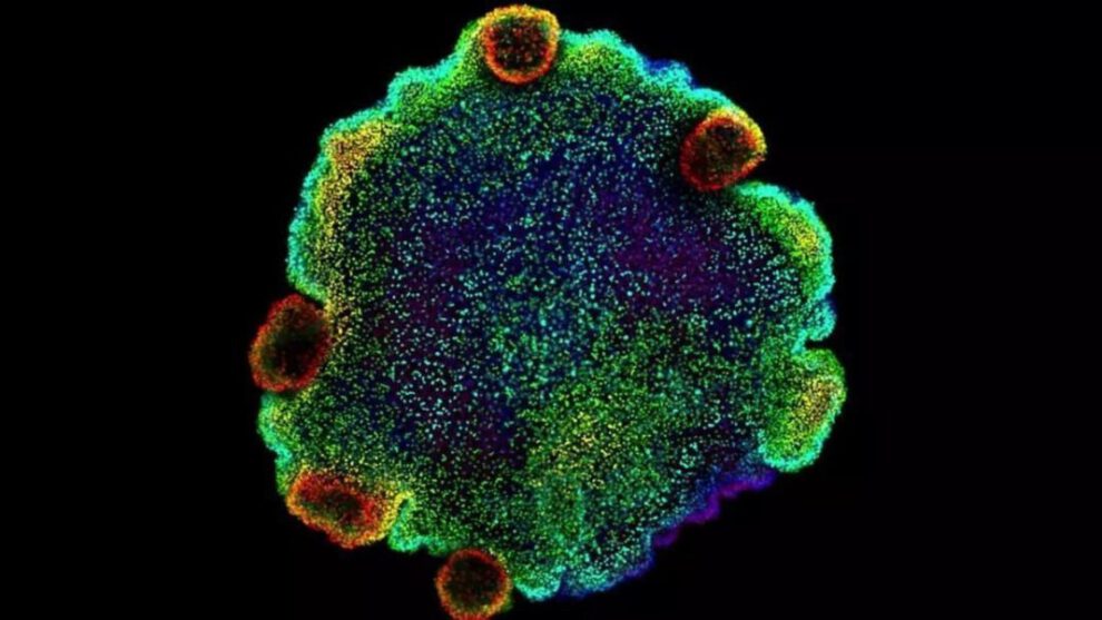 Placozoos, misteriosos seres marinos que desvelan secretos sobre la evolución neuronal