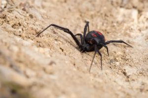 Araña viuda negra en Oruro