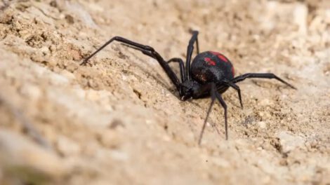 Araña viuda negra en Oruro