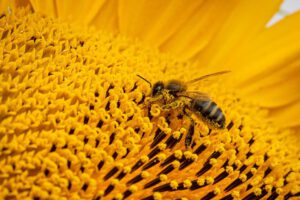 Abejas en peligro de extinción en Suiza