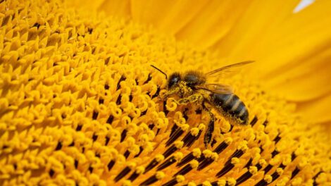 Abejas en peligro de extinción en Suiza