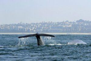 Crisis climática y mamíferos marinos