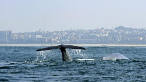 Crisis climática y mamíferos marinos
