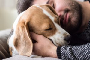 Comportamientos de amor de perros hacia sus dueños