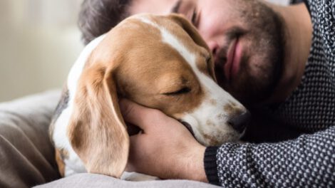 Comportamientos de amor de perros hacia sus dueños