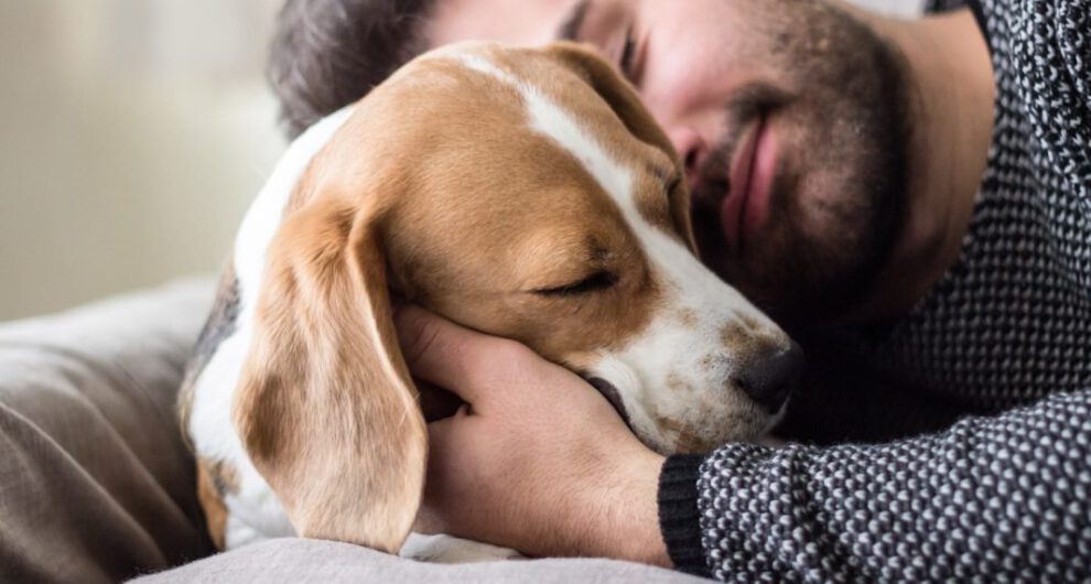 Comportamientos de amor de perros hacia sus dueños