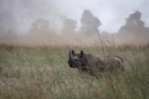 Rinoceronte negro en peligro crítico de extinción